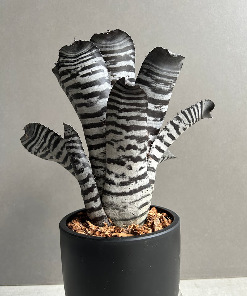 エクメア チャンティニー ブラック セレクト 「Aechmea