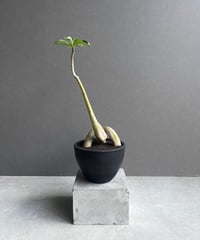フィロデンドロン シャロニアエ 「Philodendron sharoniae」11J