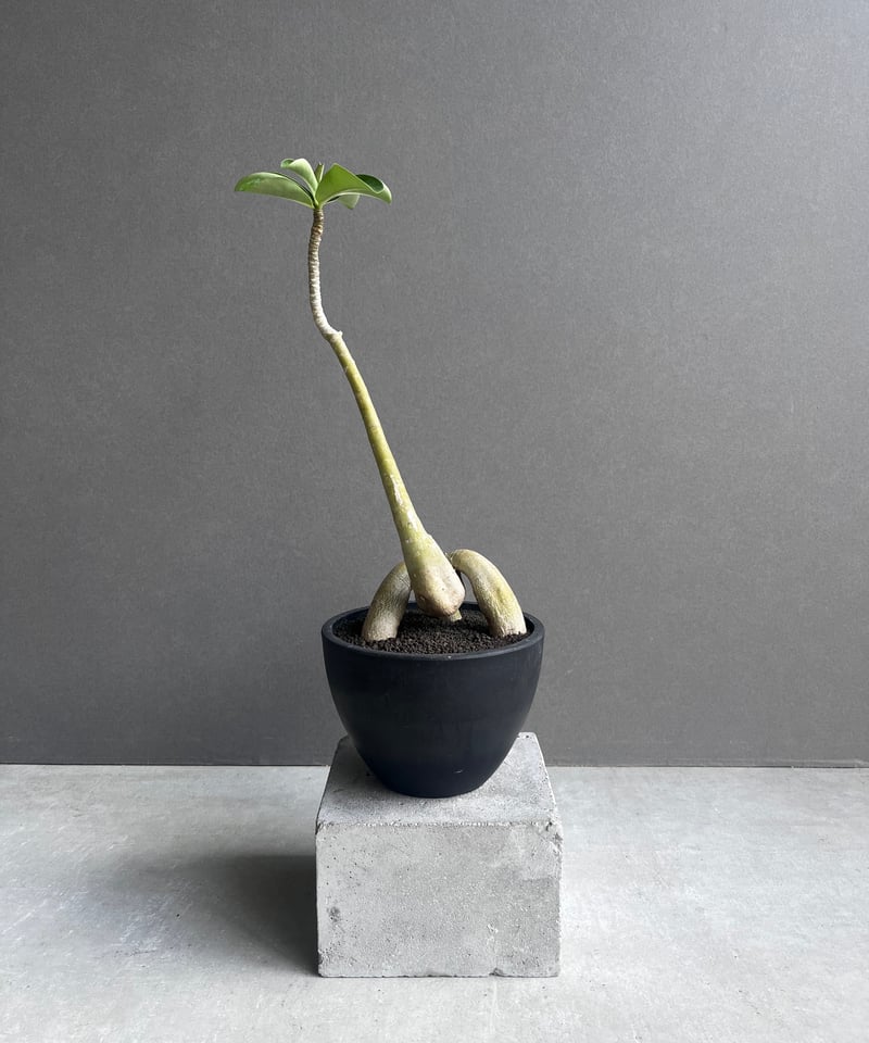 親父93　　斑入り　アデニウム・オベスム　 Adenium Ｏbesum アデニウム：オベスム デーンカオ（斑入り）4号鉢植え の通販