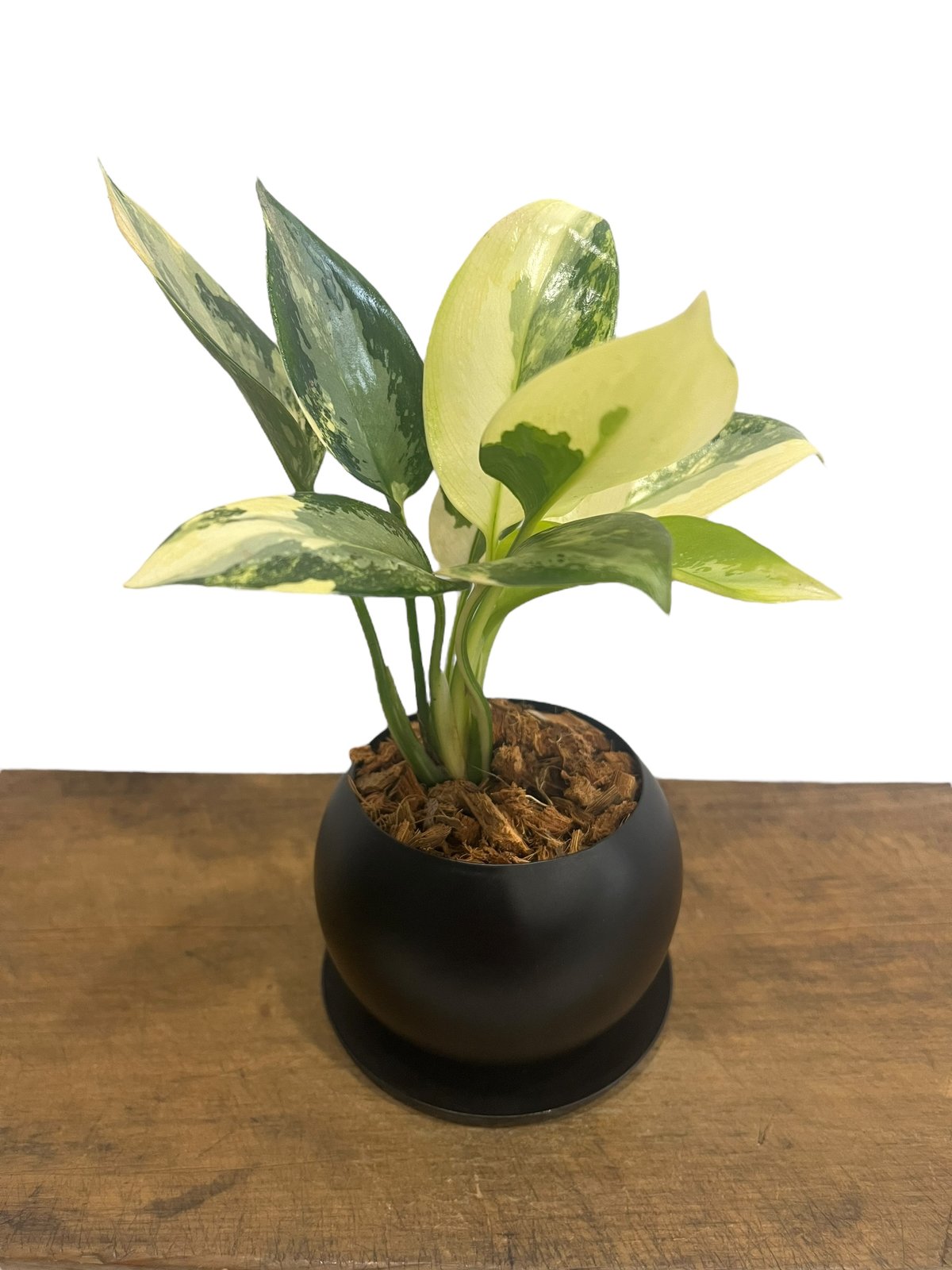 超希少❗️アグラオネマ　スワンナプーム✨ アグラオネマ スワンナプーム + Black Iron Pot 「Aglaonema Suva