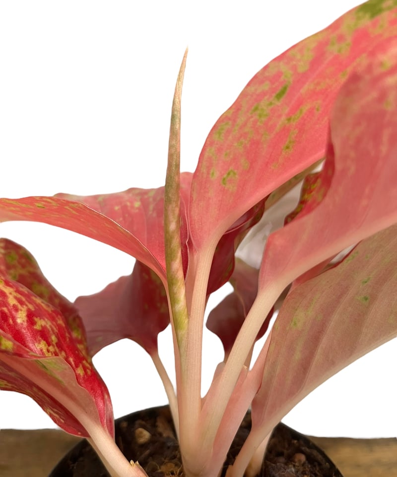 アグラオネマ Yahoo!オークション - アグラオネマ ピクタム ”ファントム