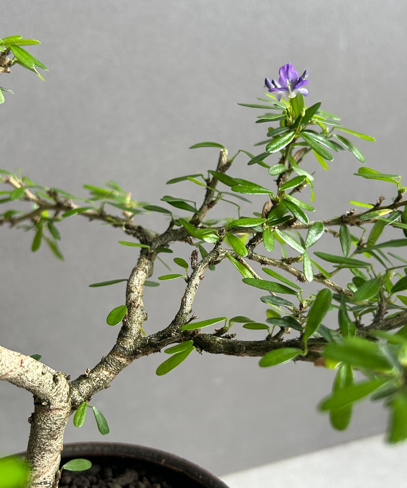 うち” 盆栽+ object by 1218 「“UCHI” BONSAI 」15I | S