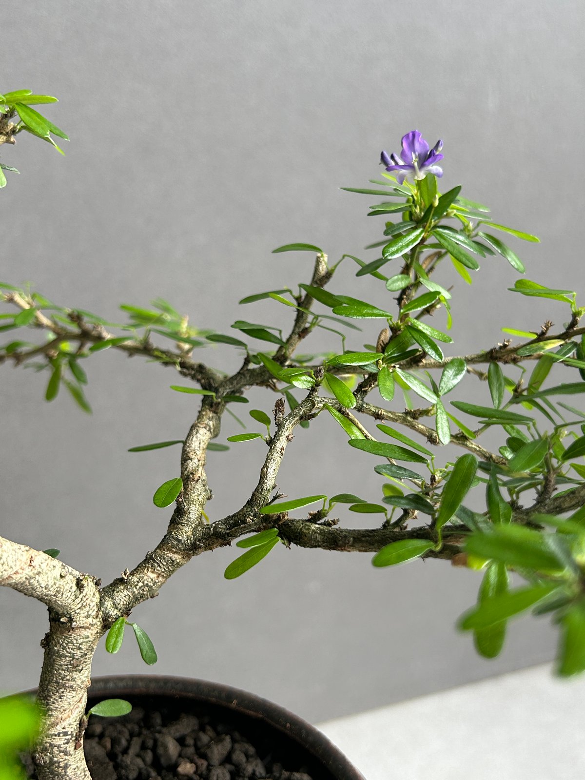 うち” 盆栽+ object by 1218 「“UCHI” BONSAI 」15I | S