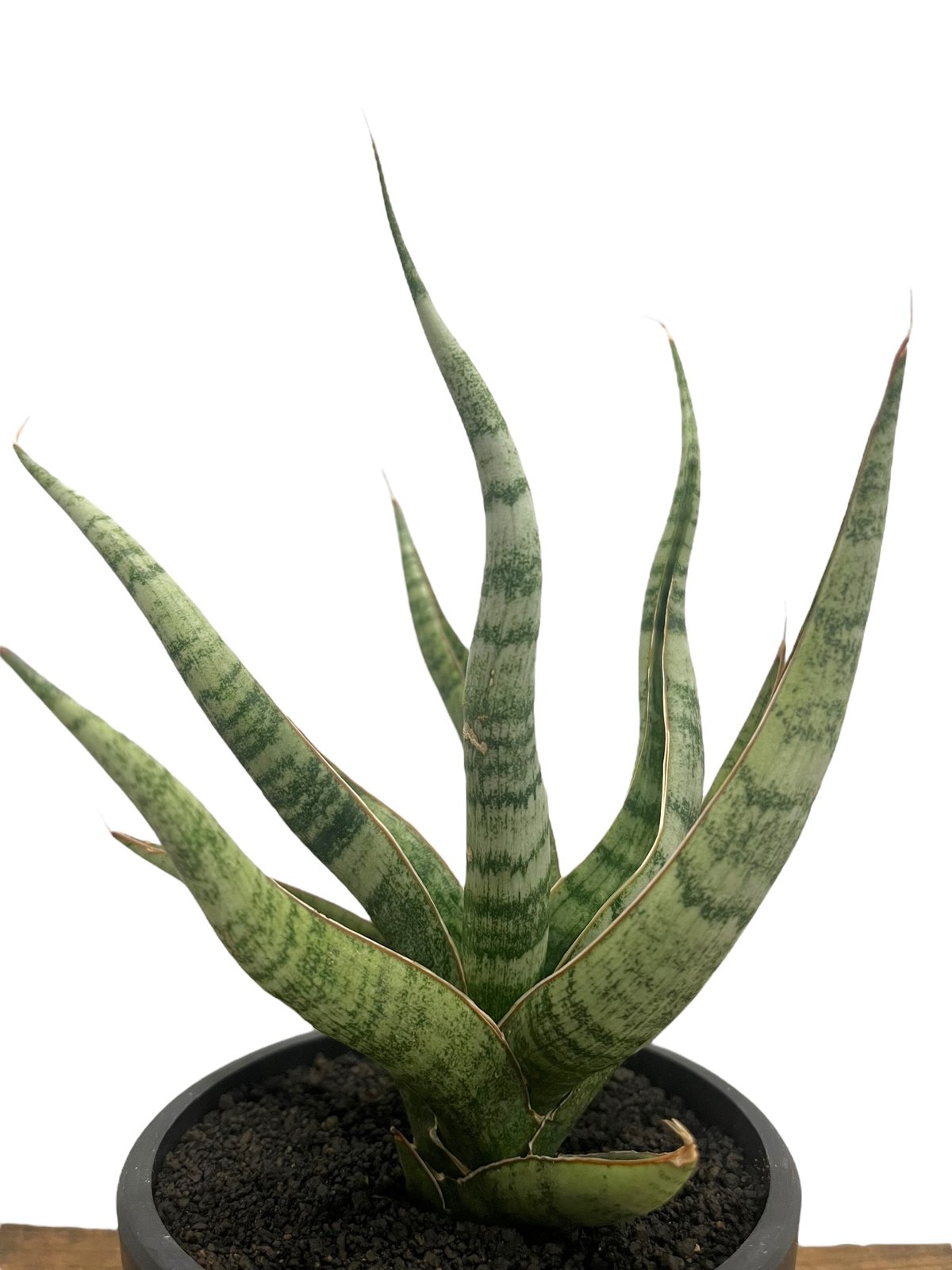 サンセベリア アポロ 「Sansevieria Apollo (from Unyamanee
