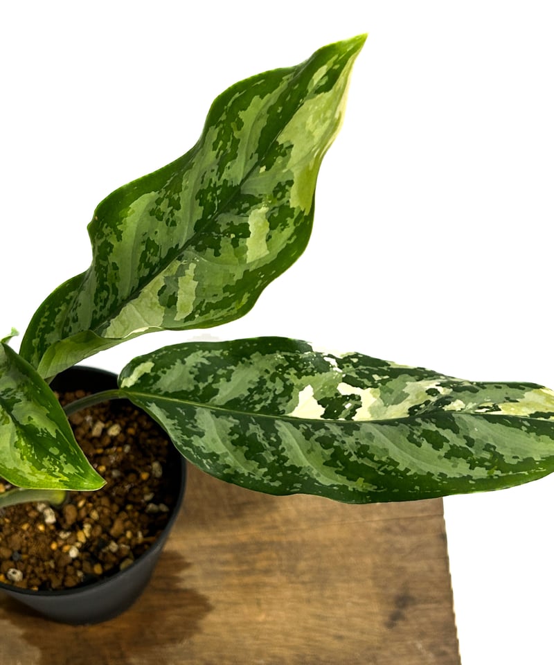 超希少❗️美株❗️アグラオネマ　マニラプライド✨ アグラオネマ マニラズ プライド 斑入「Aglaonema Manila's Pride va