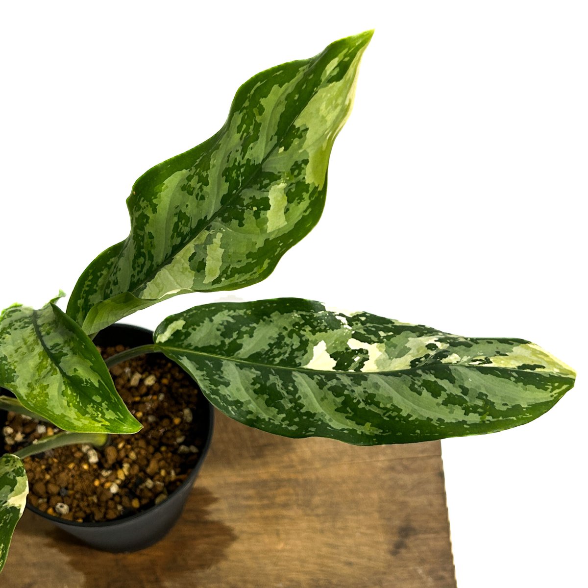 アグラオネマ マニラズ プライド 斑入「Aglaonema Manila's アグラオネマ マニラズ プライド 斑入「Aglaonema Manila's