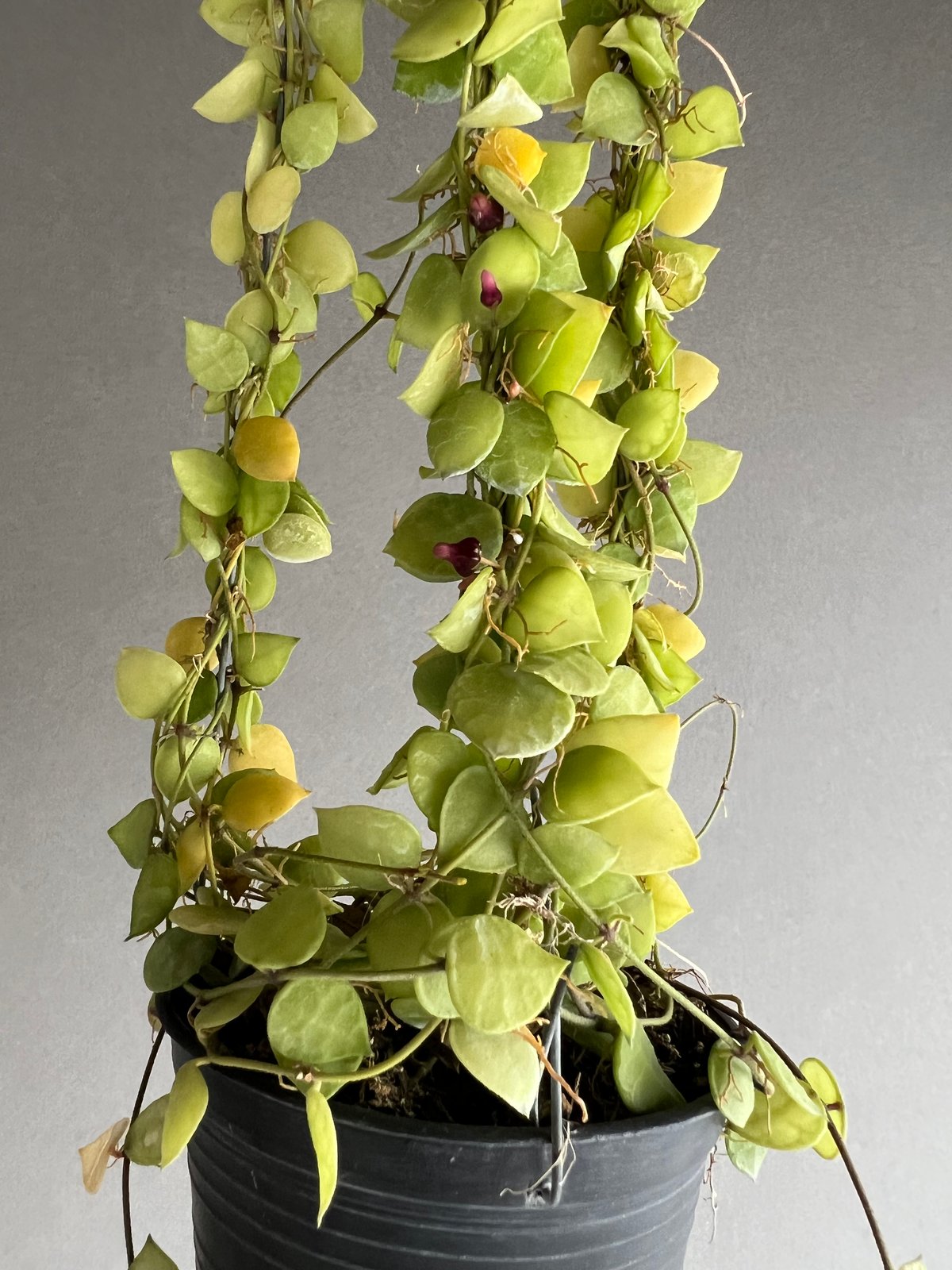 706 ＊ Dischidia ＊ ディスキディア ＊ヒルスタ ＊お花いっぱい ディスキディア ヒルスタ 「Dischidia hirsuta」 1N-m | SHOUCHI