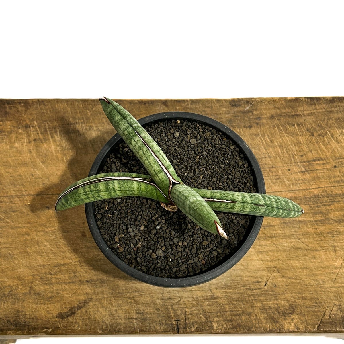 サンセベリア エイレンシス「Sansevieria eilensis Lav.10178」3/...