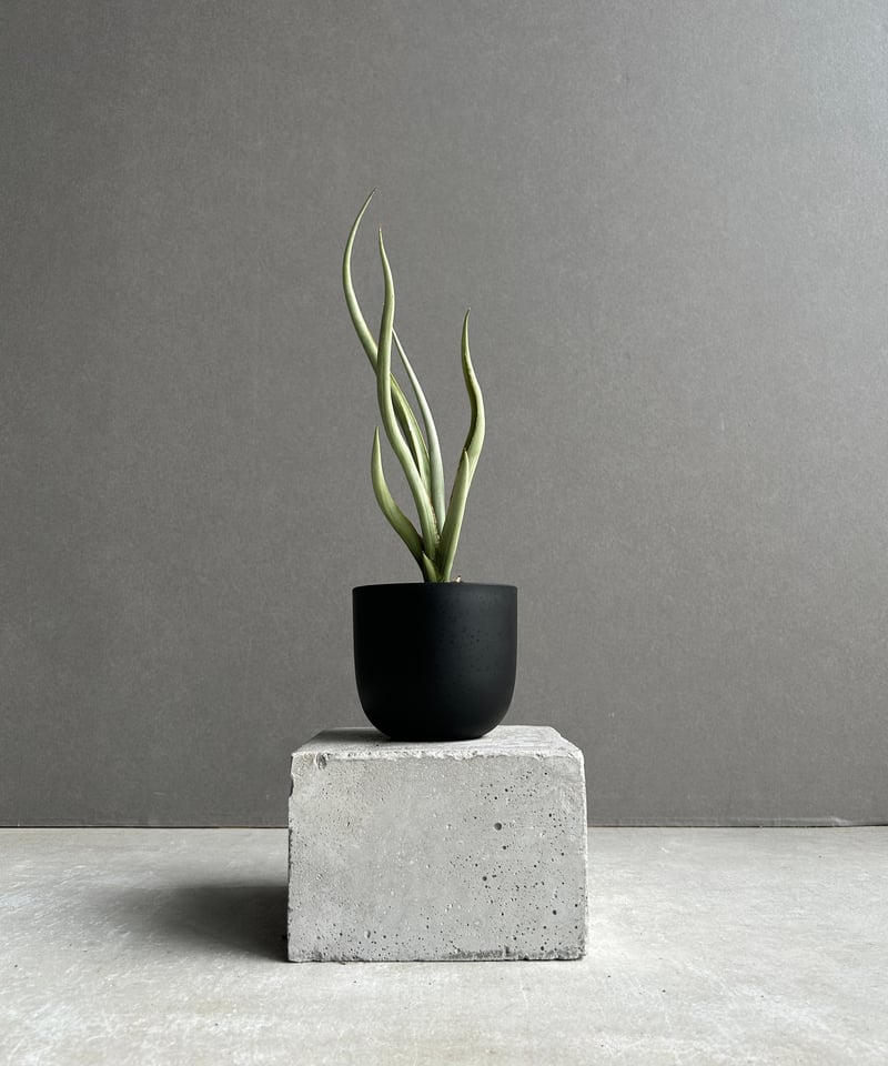 【子株】サンスベリア シルバースパイラル サンセベリア シルバー スパイラル「Sansevieria Silver Spiral (b