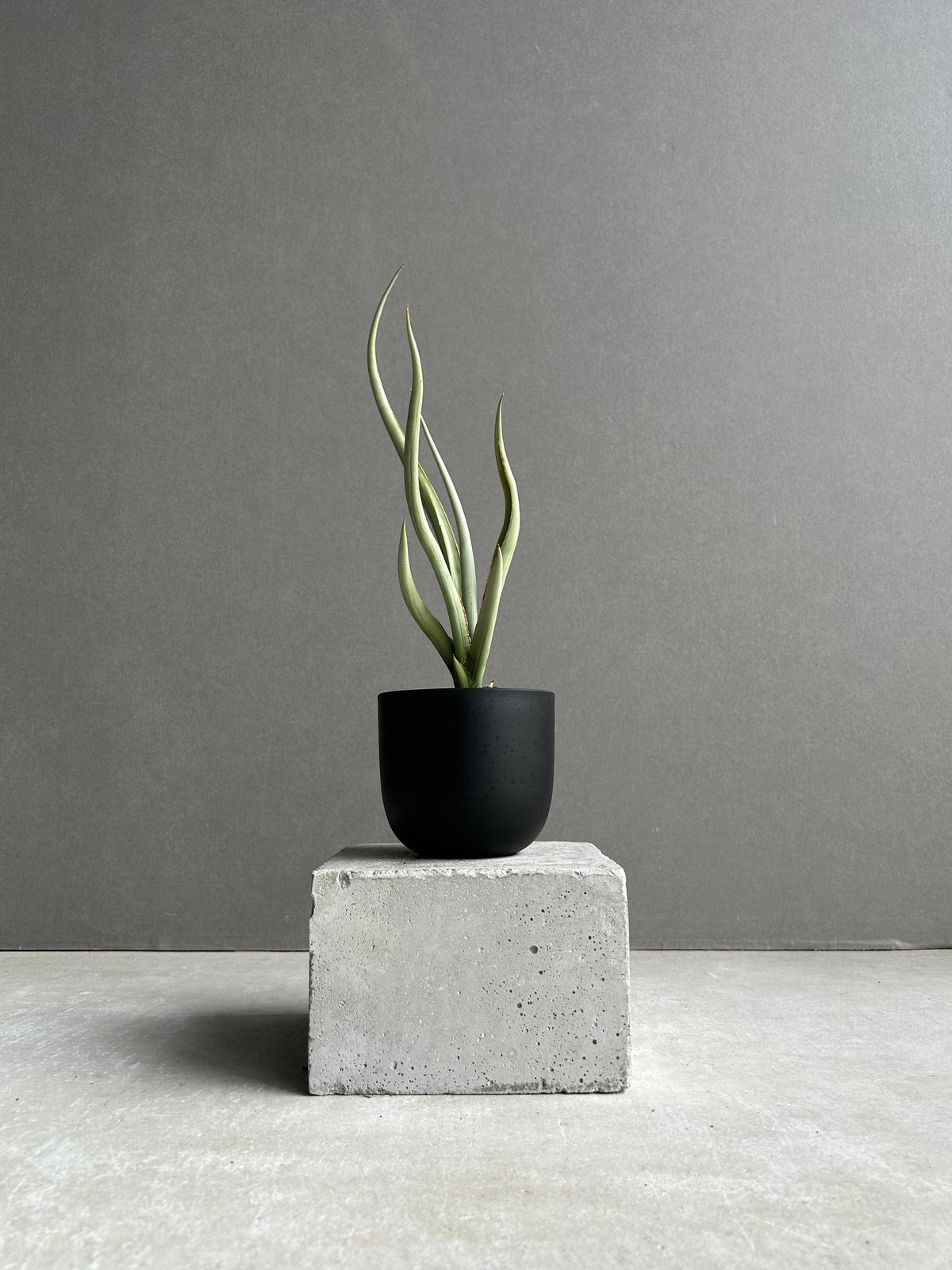 サンセベリア シルバー スパイラル「Sansevieria Silver Spiral (b