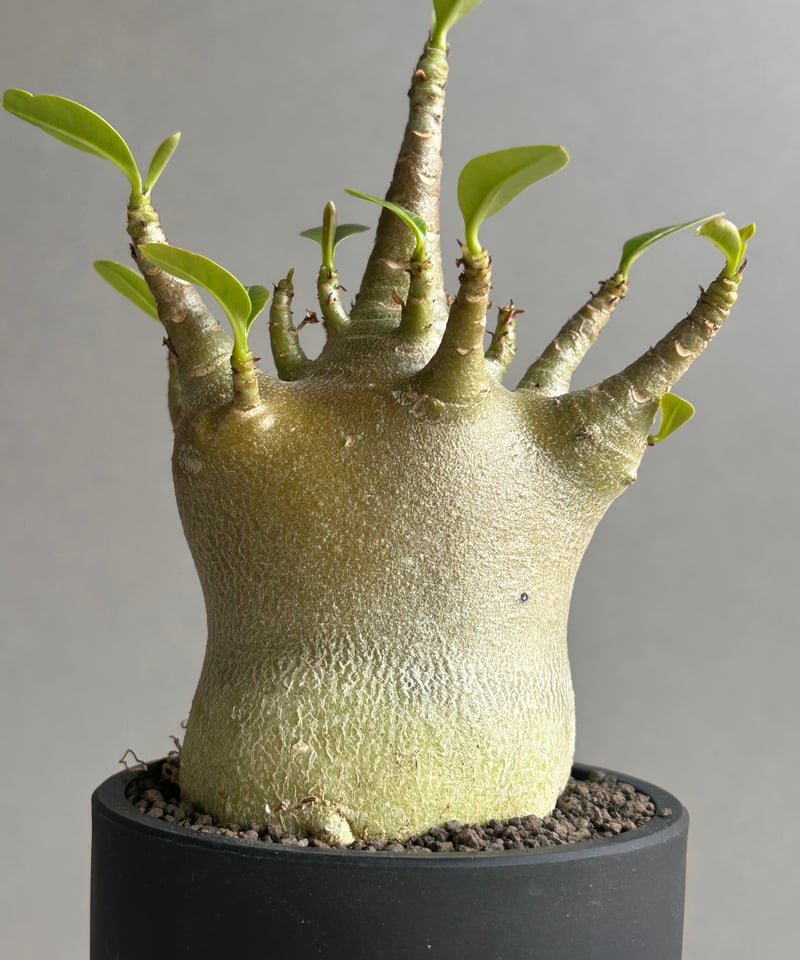 アデニウム アラビカム スーパー ドワーフ “ブラック” 「Adenium