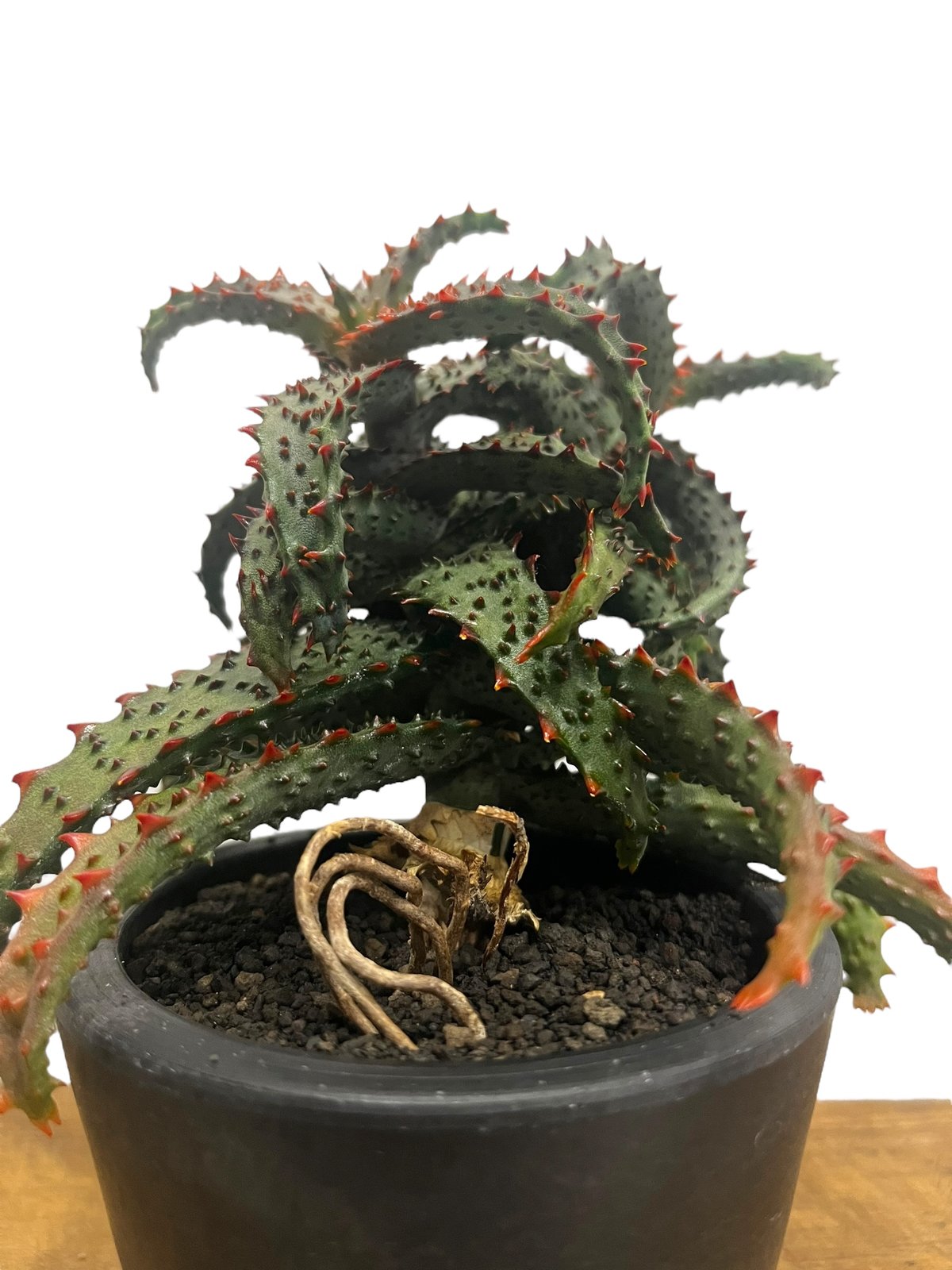 アロエ ハイブリッド “選抜個体” 「Aloe Hybrid “Select”」56U アロエ ハイブリッド “選抜個体” 「Aloe Hybrid “Select”」56U