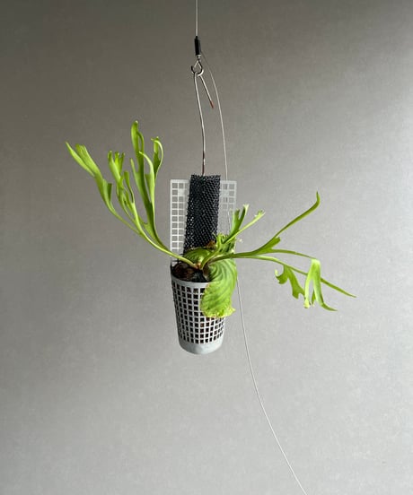 CATEGORY ビカクシダ(コウモリラン) | SHOUCHIKUEN