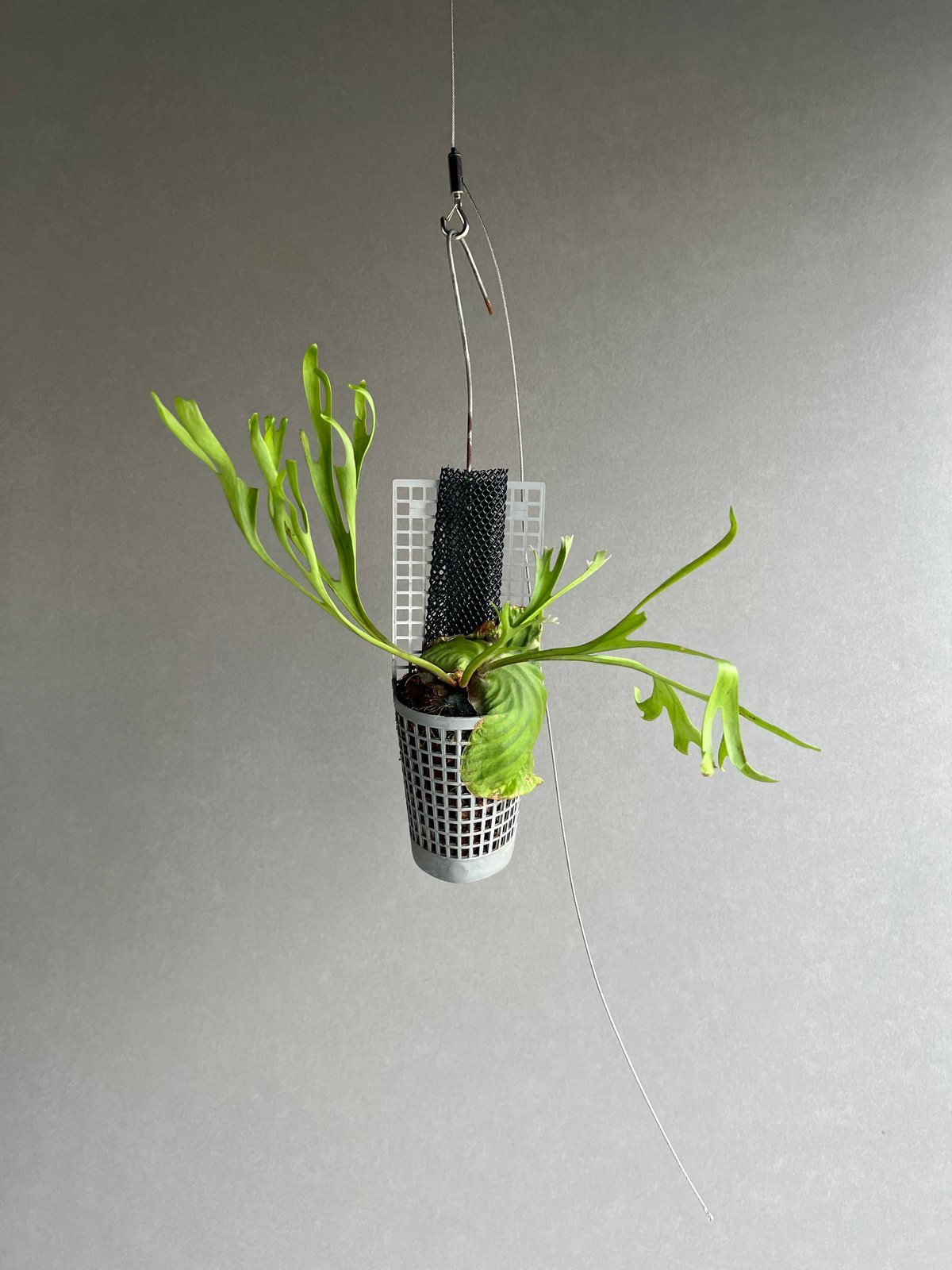 ビカクシダ リドレイ “パカラン”「Platycerium ridleyi “Pakarang