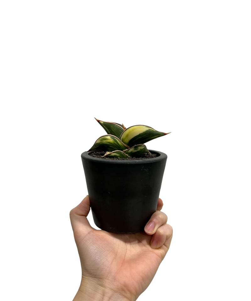 サンスベリア ロリダ 斑入 S. Rorida Variegated 2 サンスベリア ロリダ 斑入り S.Rorida Variegated 2