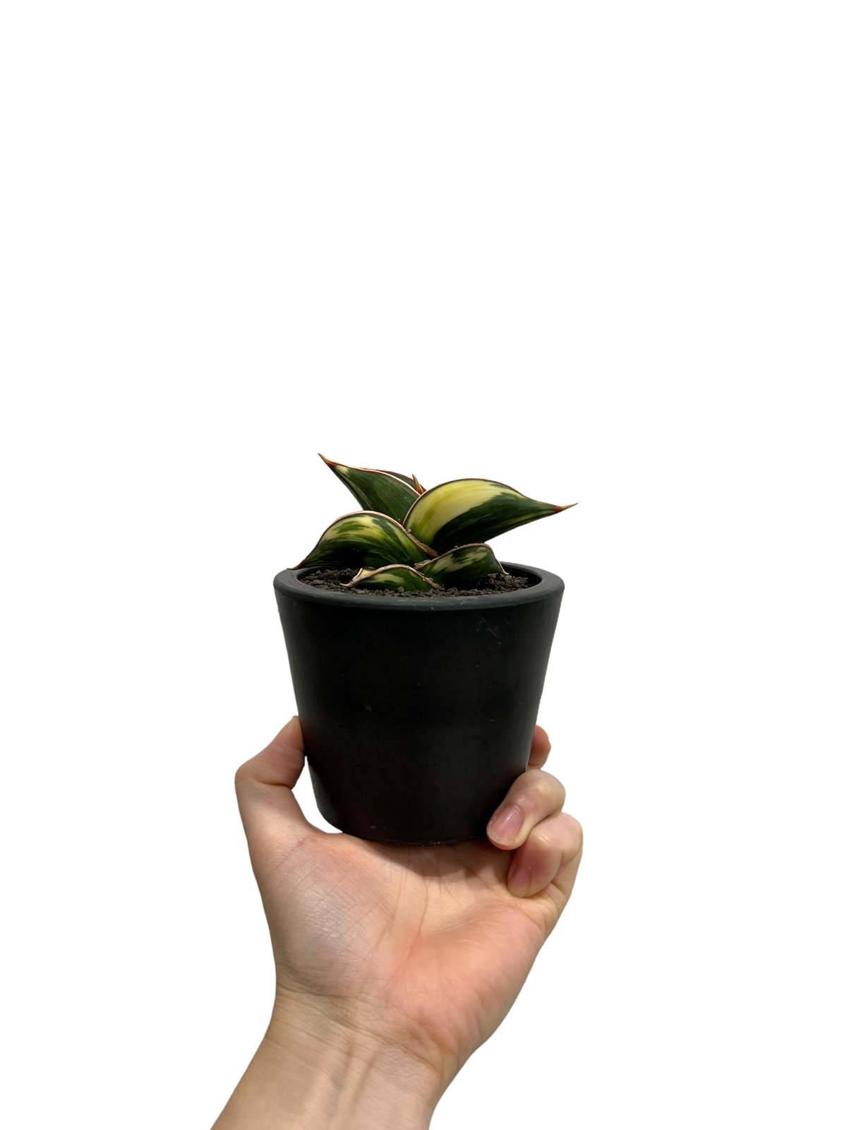 サンスベリア ロリダ 斑入 S. Rorida Variegated 2 サンスベリア ロリダ 斑入り S.Rorida Variegated 2