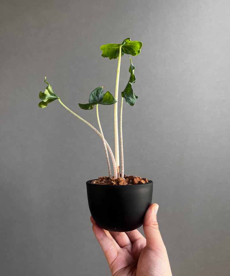 アロカシア フラミンゴ “変異種” 「Alocasia Flamingo “ Mutation