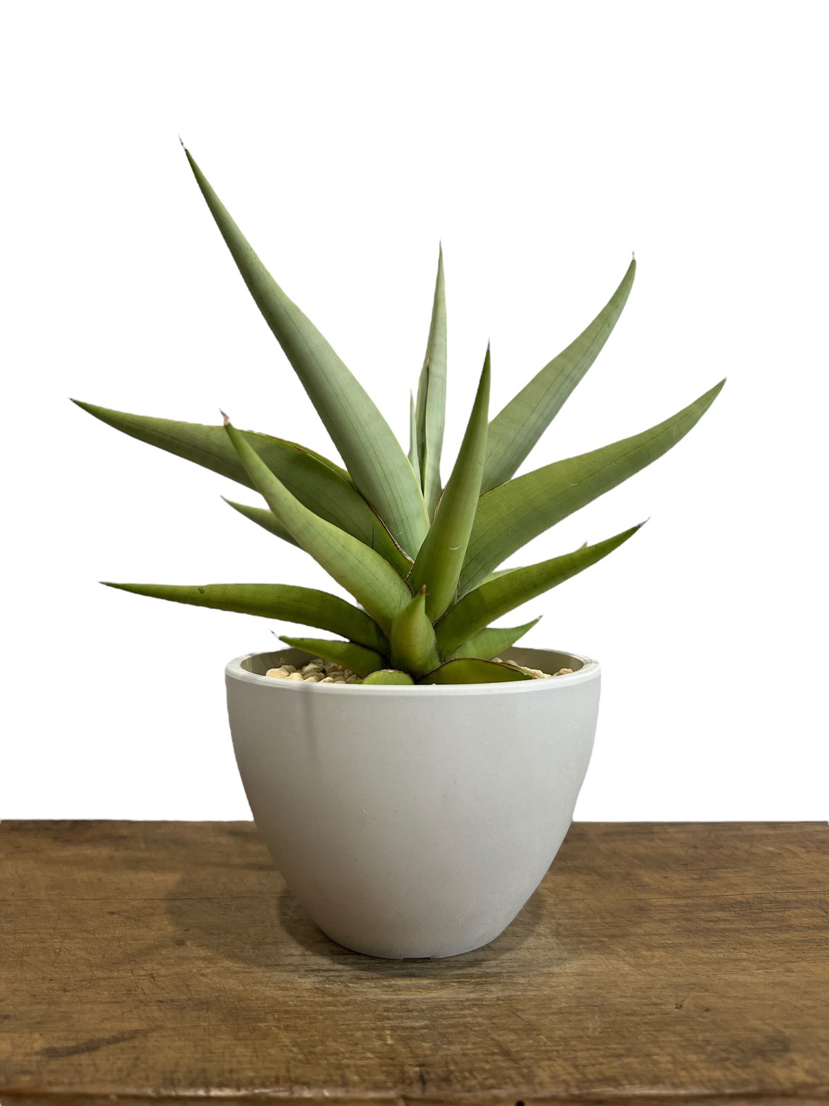 【sunnyさま 】専用となります。　超大判 botanical Amazon.co.jp: ITANSE ゼラニウム サニーデイ ホリー 3号