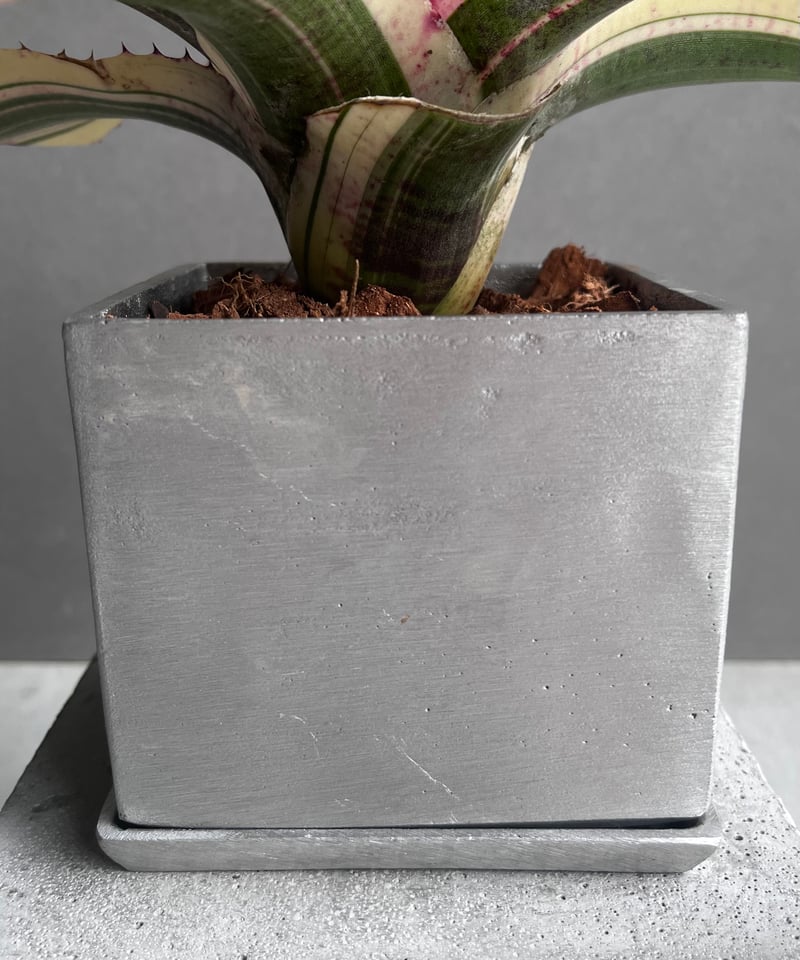 ネオレゲリア ・コスモス ネオレゲリア スーパーチャージド 「Neoregelia Supercharged