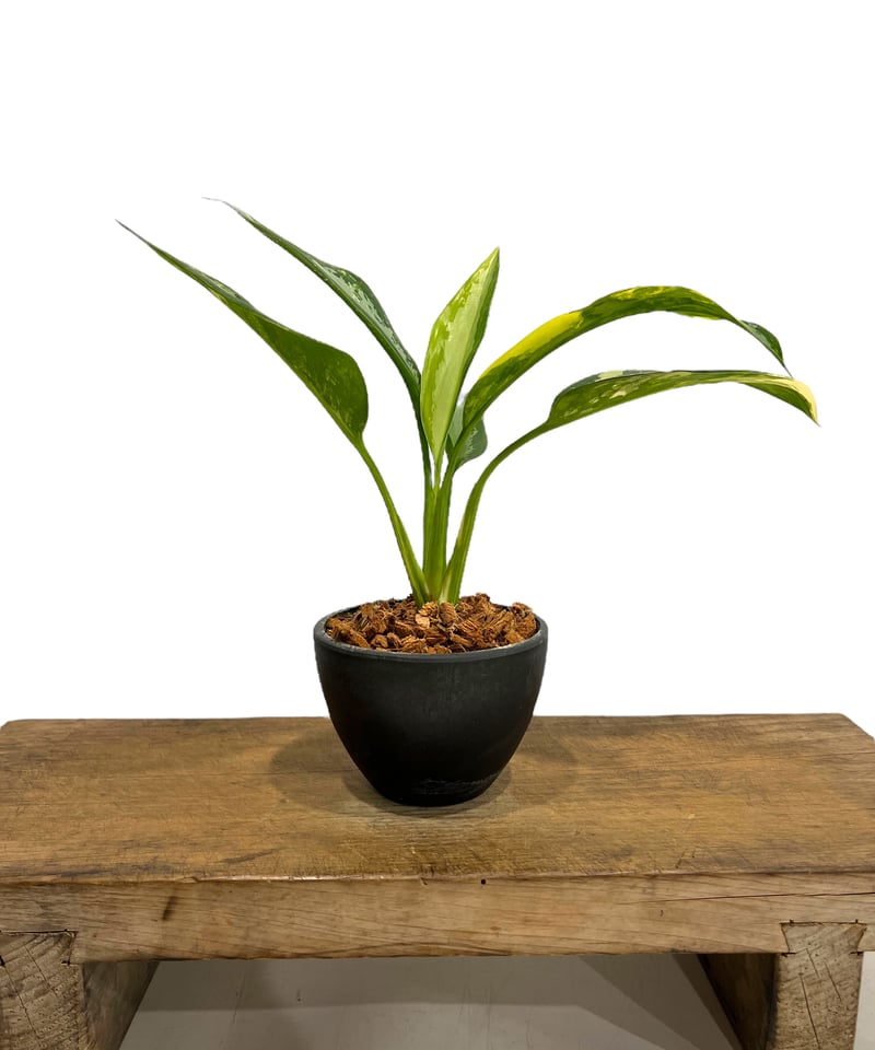 アグラオネマ スワンナプーム 「Aglaonema Suvarnabhumi 」89S | S