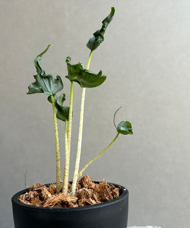 希少　アロカシア　ホーリーグレイル アロカシア ホーリー グレイル “ドワーフ”「Alocasia Holy Grail “ Dw