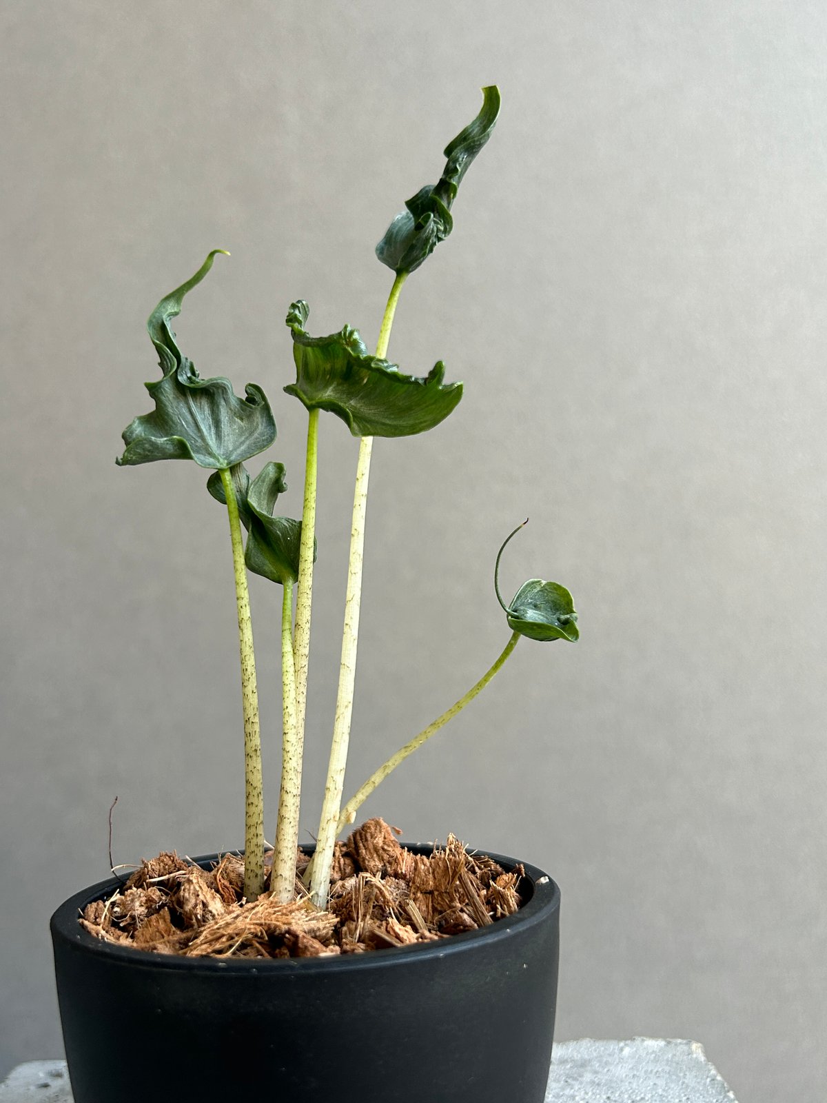 アロカシア　ホーリーグレイル アロカシア ホーリー グレイル “ドワーフ”「Alocasia Holy Grail “ Dw