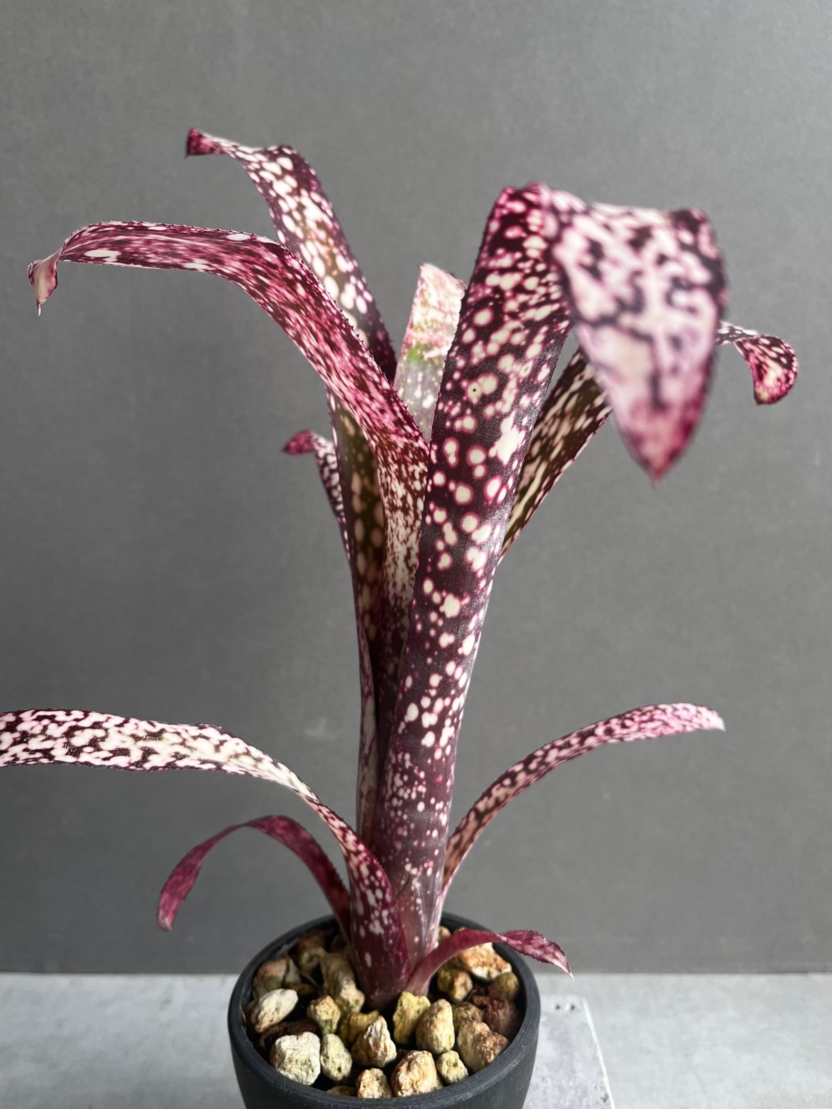 Billbergia 'Dreams'〔ビルベルギア〕現品発送B0261 Billbergia 'Dreams'〔ビルベルギア〕現品発送B0261 Billbergia