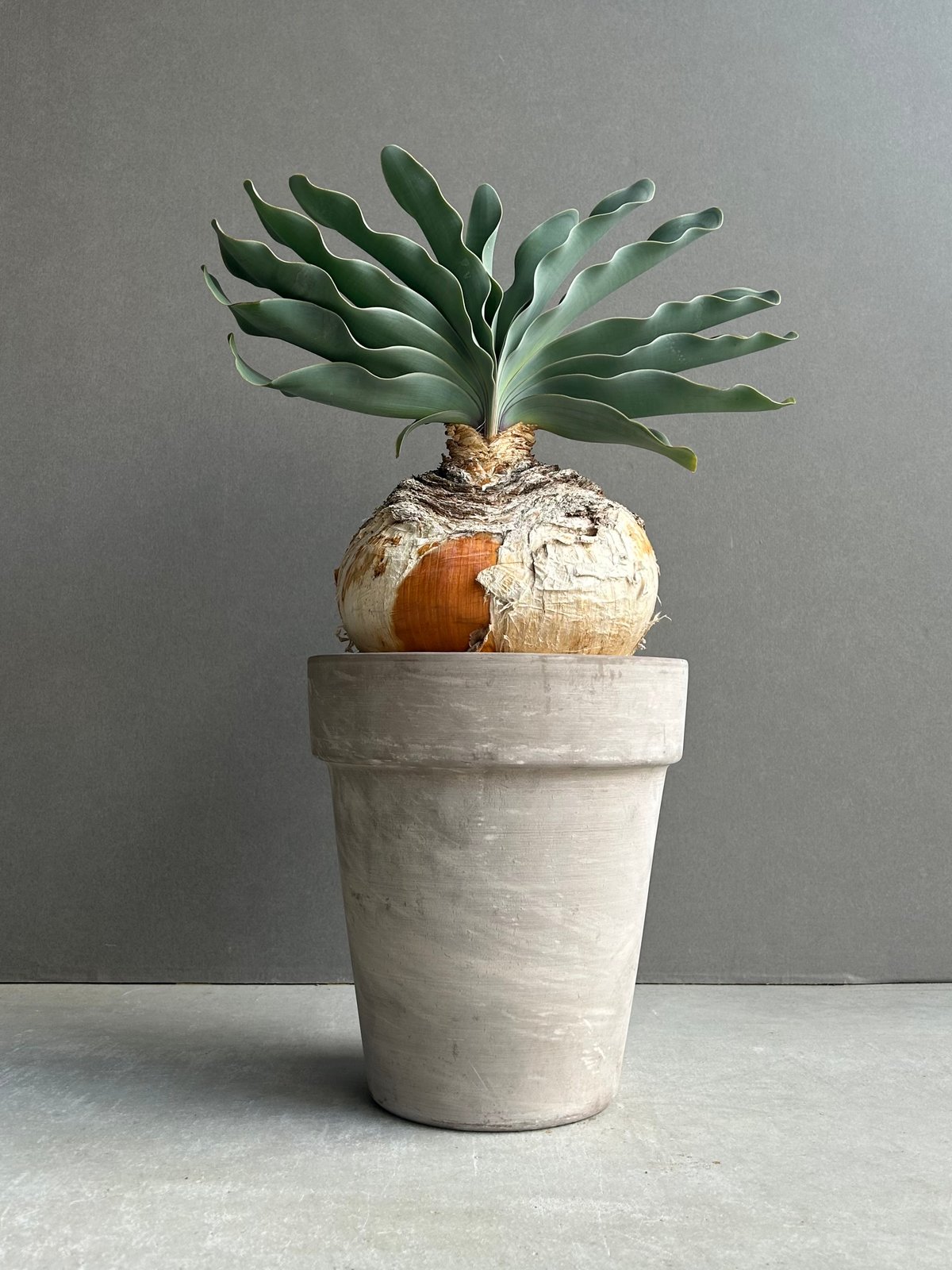 買*介様 ブーファン ハエマンソイデス ブーファン ハエマンソイデス 「Boophane haemanthoides」16N | SH