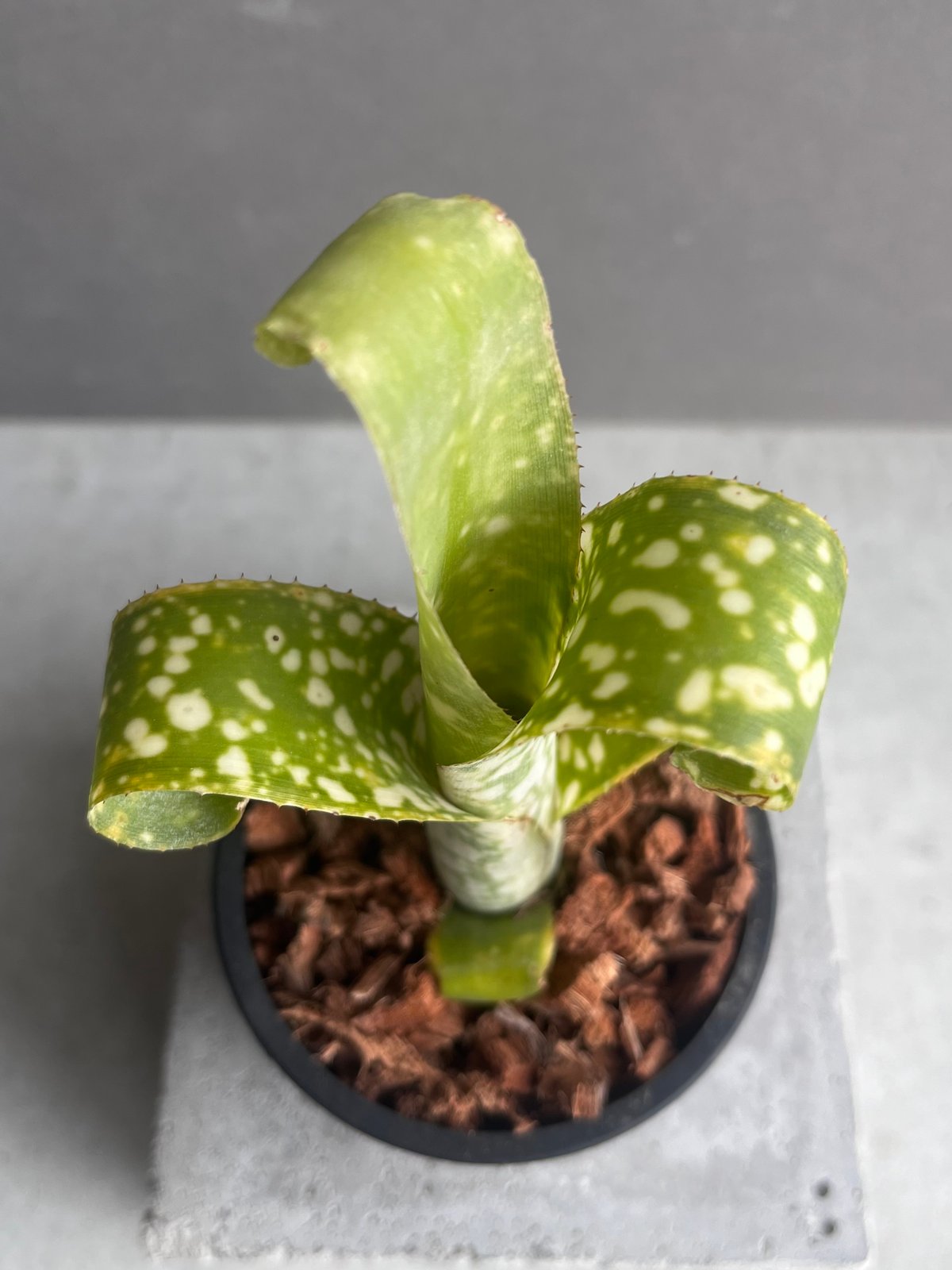 ビルベルギア レプトポーダ 「Billbergia leptopoda」33E | SHOUC