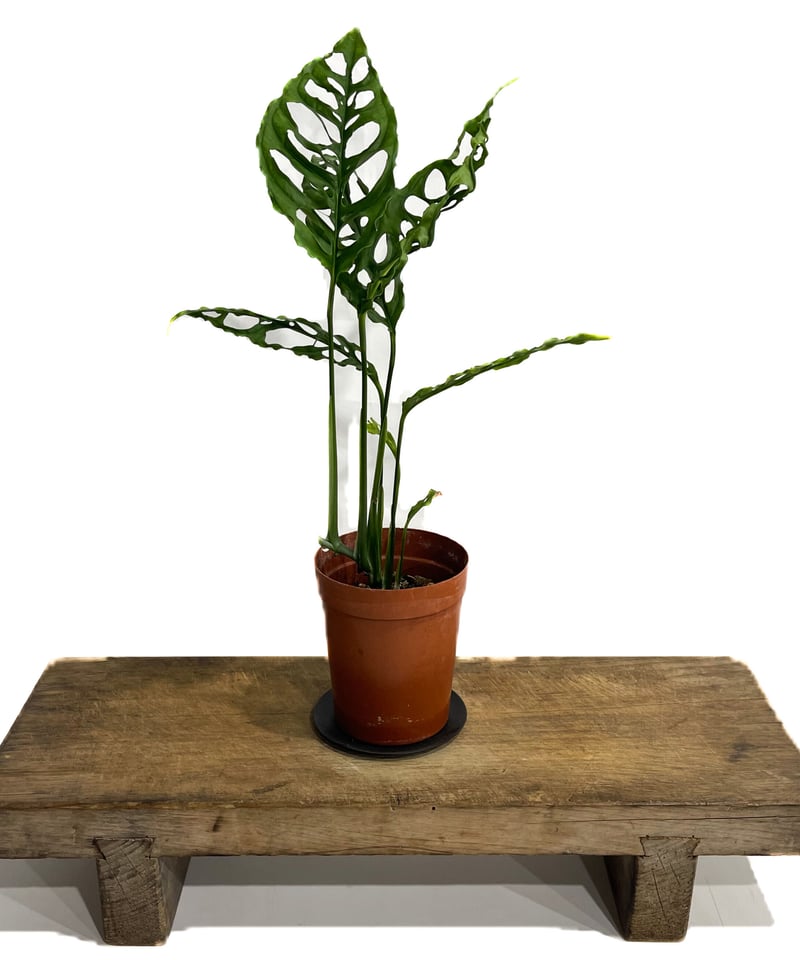 モンステラ オブリクア ペルー「Monstera obliqua Peru」8/18 モンステラ オブリクア ペルー「Monstera obliqua Peru」8/18
