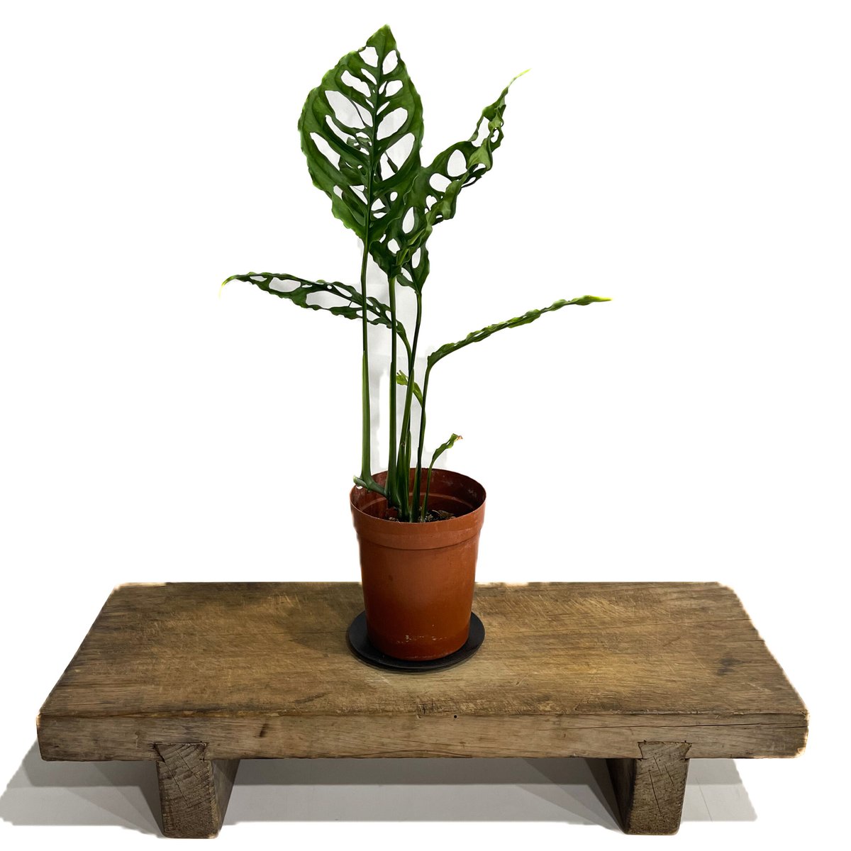 モンステラ オブリクア ペルー「Monstera obliqua Peru」8/18