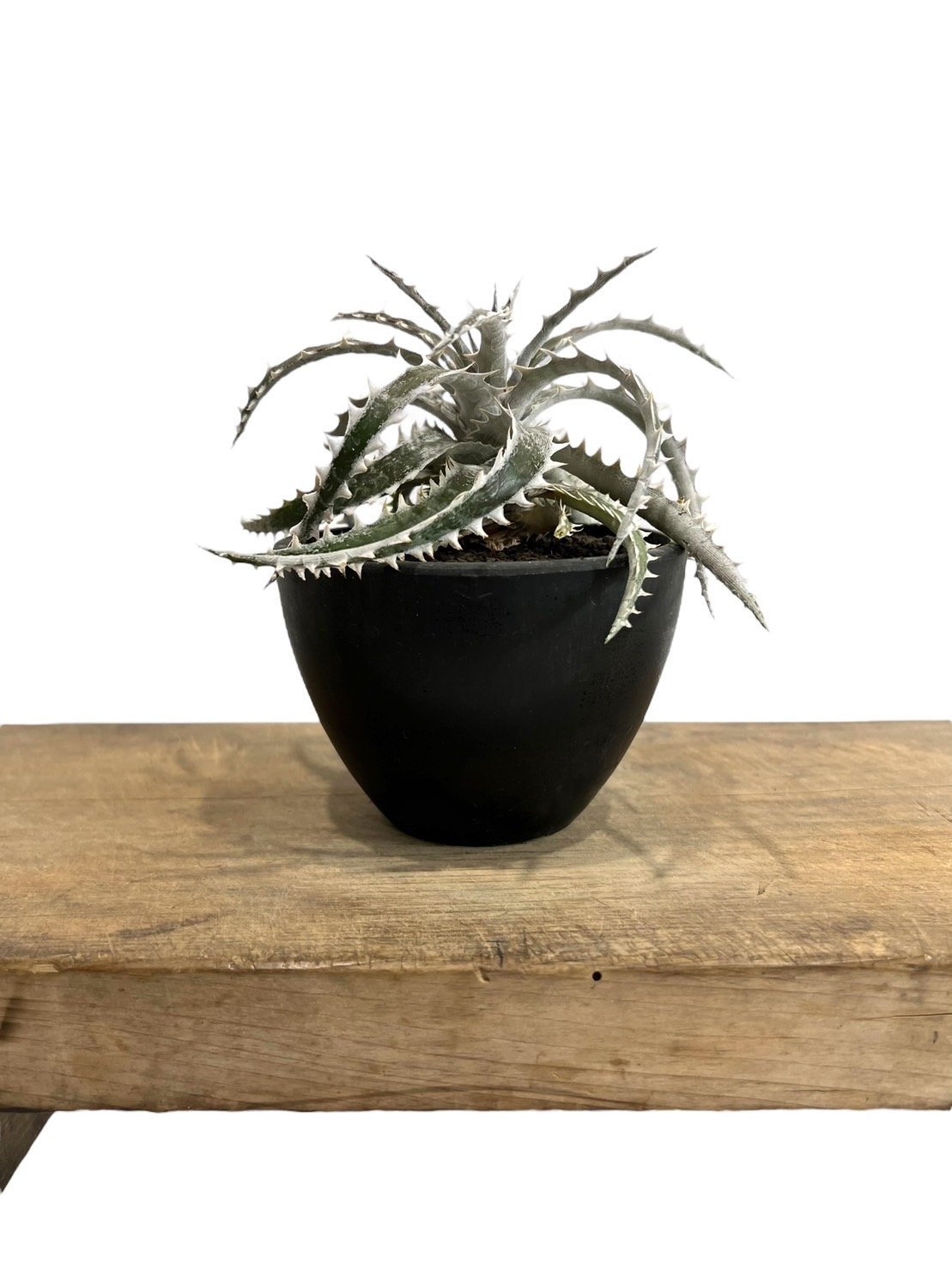 ディッキア ズゴック x リトルウイング「Dyckia Z'gok x