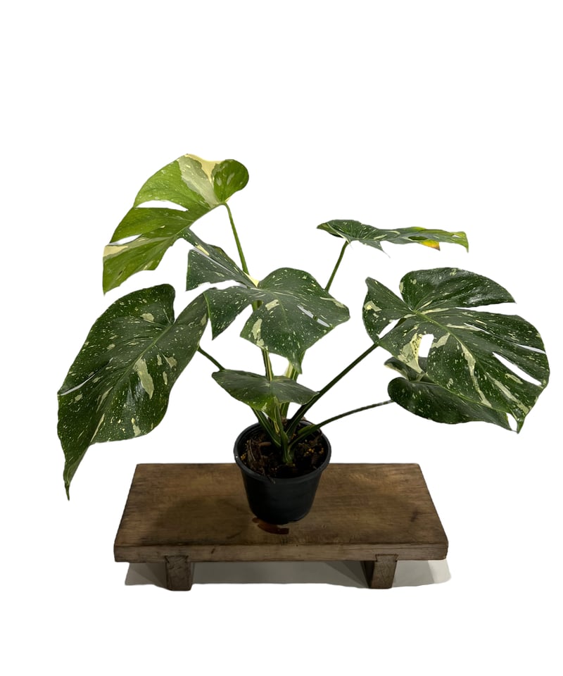モンステラ タイ コンステレーション 「Monstera deliciosa Thai Con