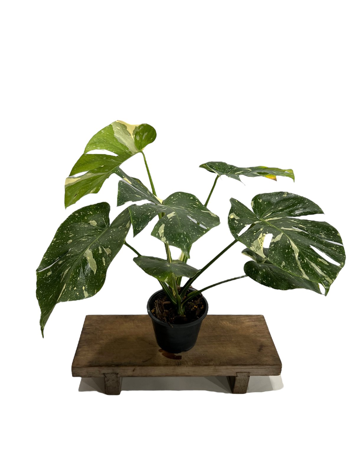 モンステラ タイ コンステレーション 「Monstera deliciosa Thai Con