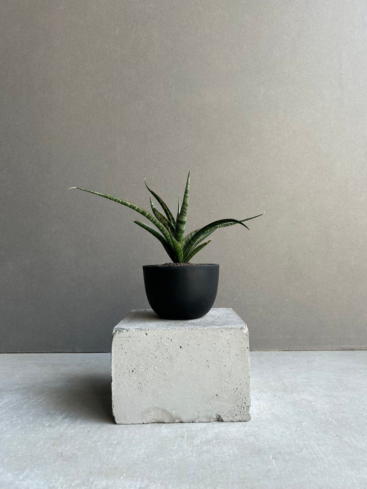 サンセベリア コヨーテ「Sansevieria Coyote」92L | SHOUCHIKUEN