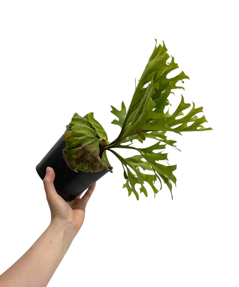 ビカクシダ リドレイ(by ヌクル) 「Platycerium ridleyi (by Nuk