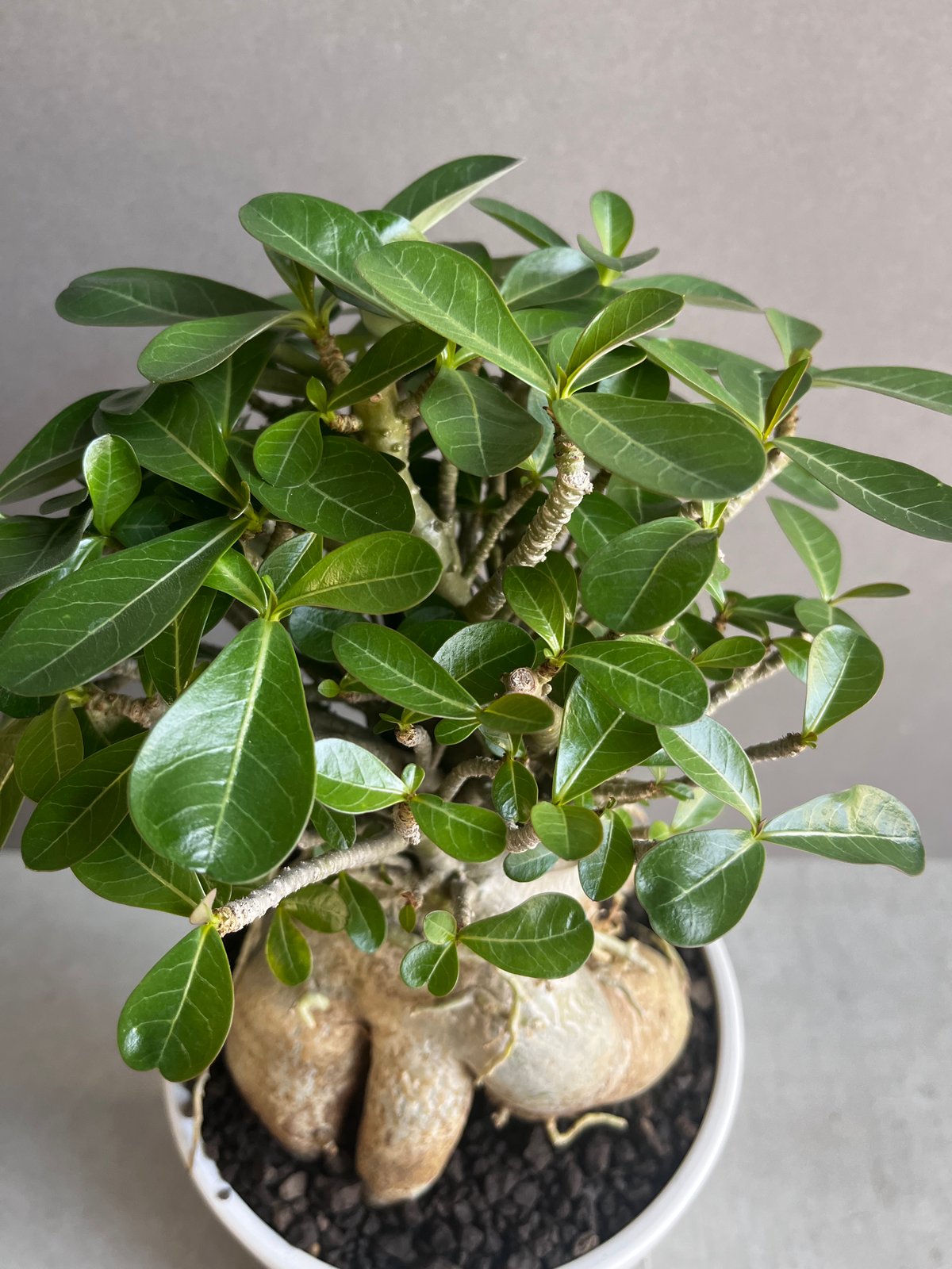 アデニウム オベスム “選抜個体” 「Adenium obesum “Select!」30B