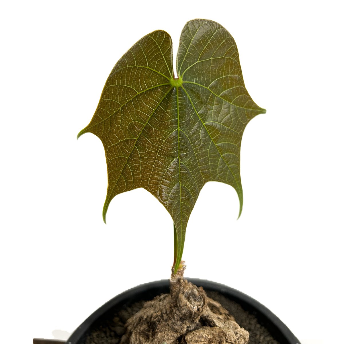 フィルミアナ コロラータ「 Firmiana colorata」7/21-51A | SHOU