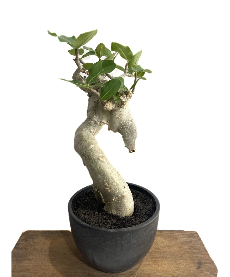 アデニウム　アラビカム アデニウム アラビカム 'Bonsai スタイル'「Adenium arabicum 'Bon