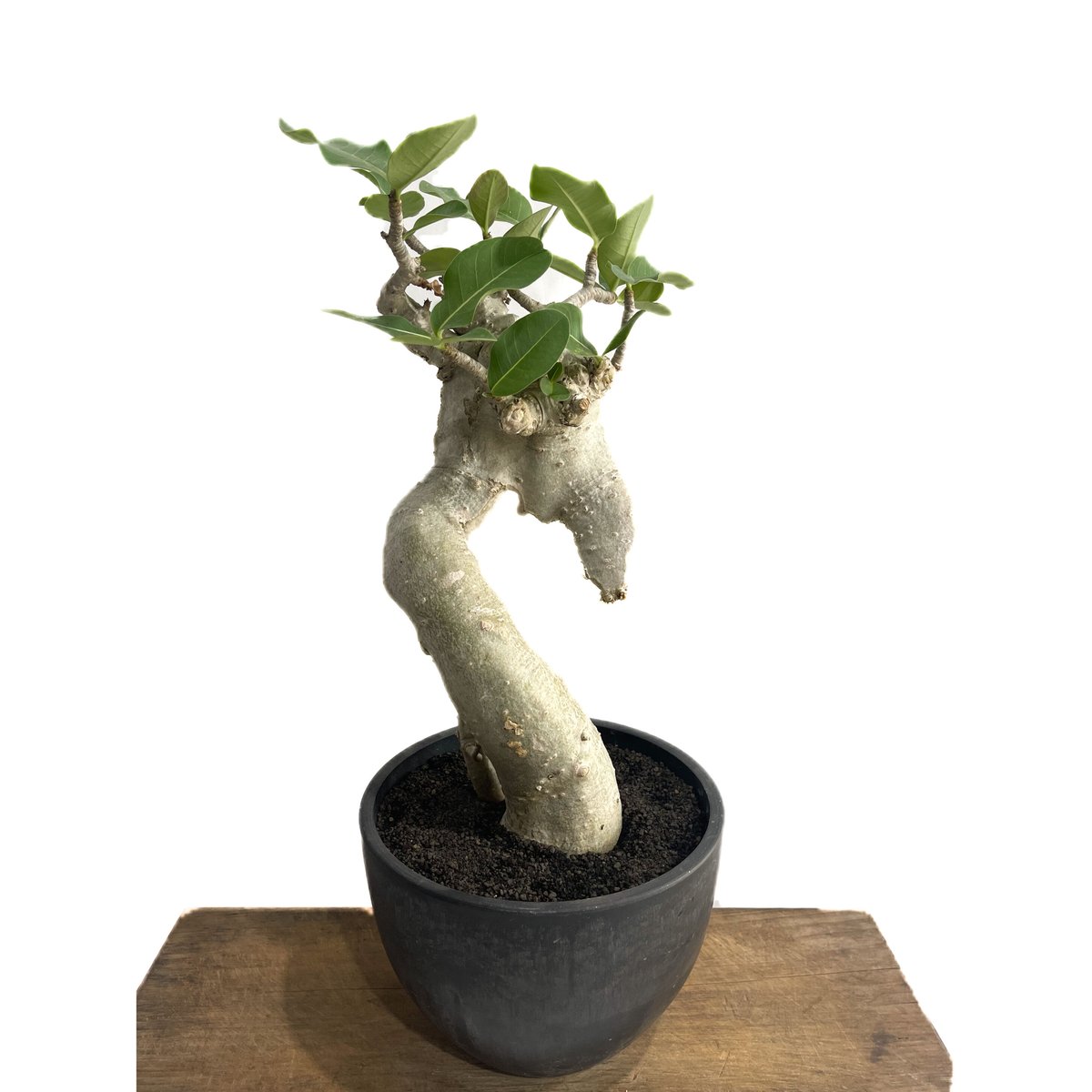 アデニウム アラビカム 'Bonsai スタイル'「Adenium arabicum 'Bon