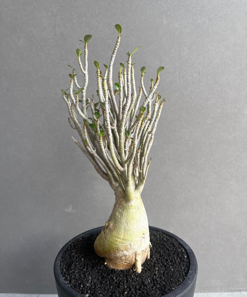 アデニウム‼️ アデニウム オベスム 4号 Ferrari（2）｜観葉01-D1 | 観葉・多肉