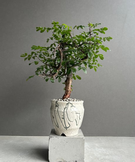 ✨✨✨オキナワイボタ【涼盆栽◎美肌】検/イボタ/美株品/水蝋樹 水蝋樹・イボタ – イマplants