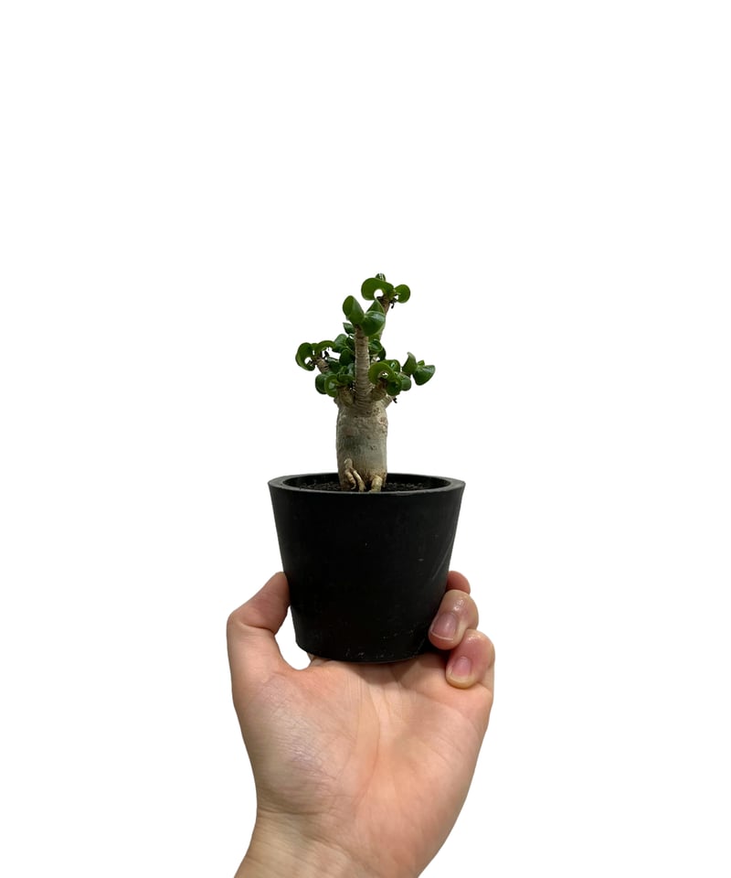 アデニウム D.H.A (獅子葉) ドワーフ 「Adenium D.H.A (Dorset H アデニウム D.H.A (獅子葉) ドワーフ 「Adenium D.H.A (Dorset H