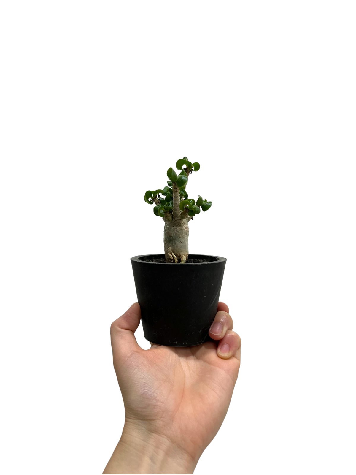 【美/獅子葉/アデニウム】Dorset Horn Adenium 鉢植えA-5 美/獅子葉/アデニウム】Dorset Horn Adenium 鉢植えA-5 - メルカリ