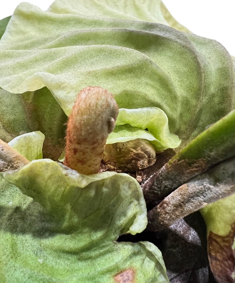 ビカクシダ リドレイ(by ヌクル) 「Platycerium ridleyi (by Nuk