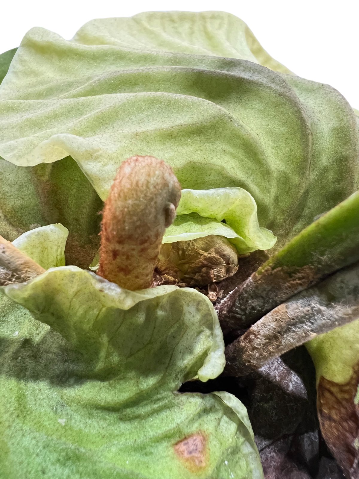 ビカクシダ リドレイ(by ヌクル) 「Platycerium ridleyi (by Nuk