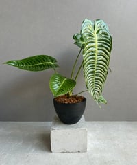 【極美株】Aglaonema llica ★アグラオネマ メタリカ アグラオネマ メタリカ「Aglaonema Metallica」77E-1 | SHOUCHI