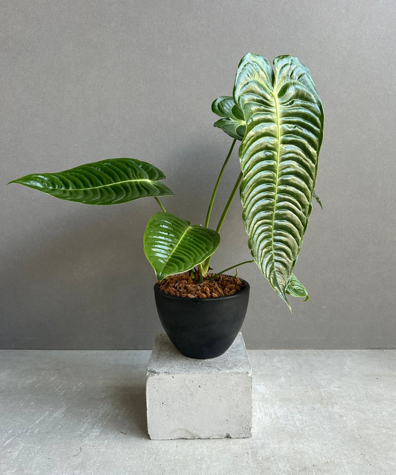 アンスリウム ベイチー 「Anthurium veitchii」51G | SHOUCHIKUEN
