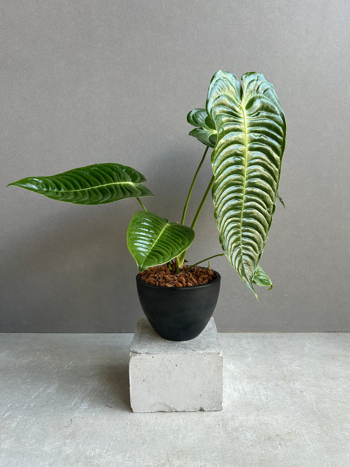 アンスリウム　ベイチー250408 38 アンスリウム ベイチー 「Anthurium veitchii」52G | SHOUCHIKUEN