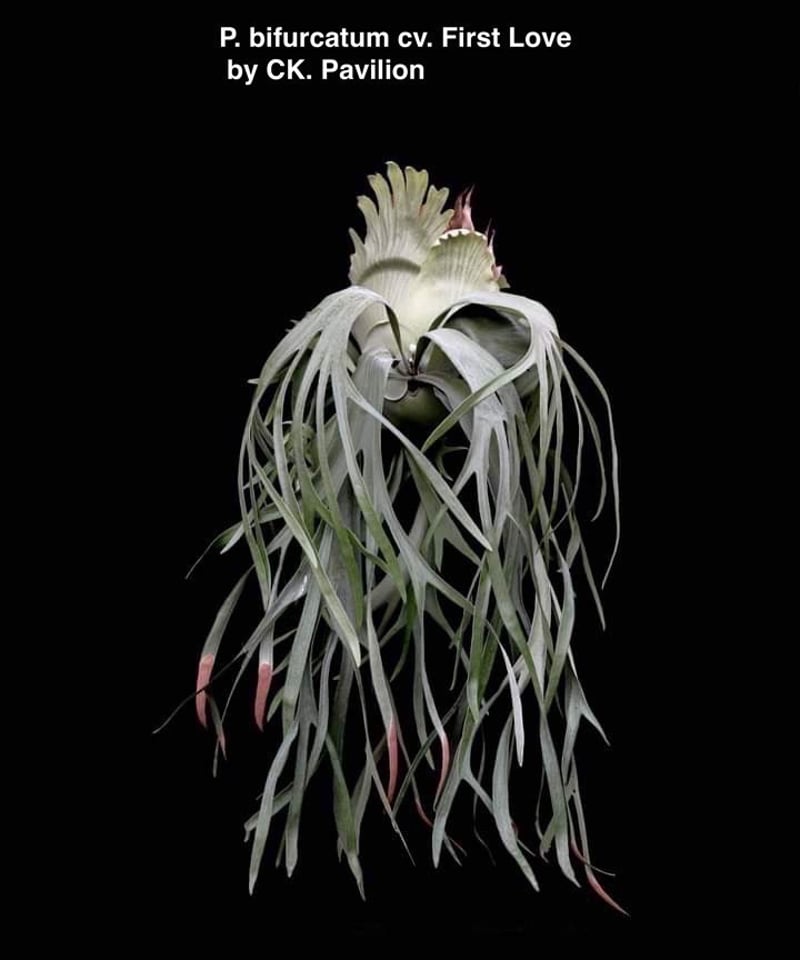 p.Bifurcatum cv.FirstLove ビカクシダplatyceri